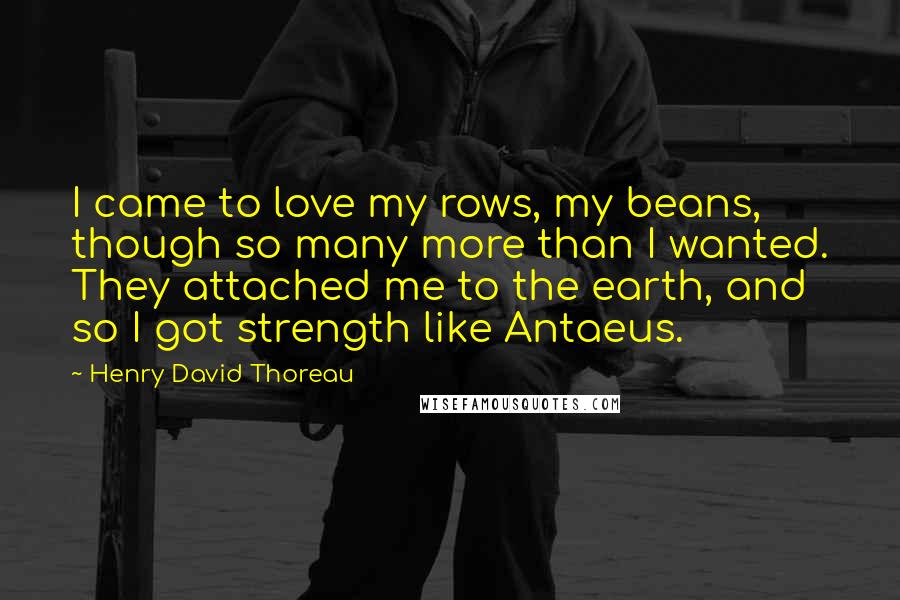 Henry David Thoreau Quotes: I came to love my rows, my beans, though so many more than I wanted. They attached me to the earth, and so I got strength like Antaeus.