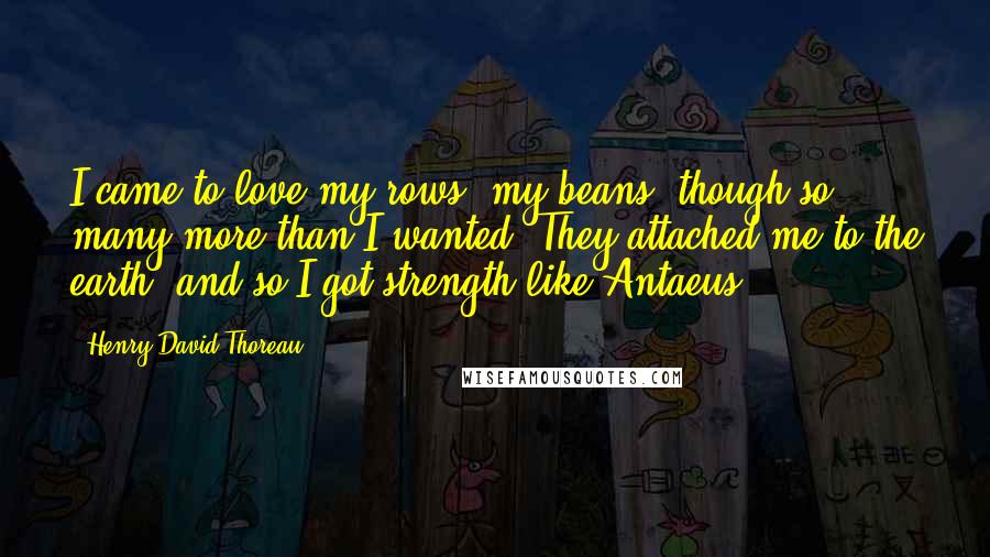 Henry David Thoreau Quotes: I came to love my rows, my beans, though so many more than I wanted. They attached me to the earth, and so I got strength like Antaeus.