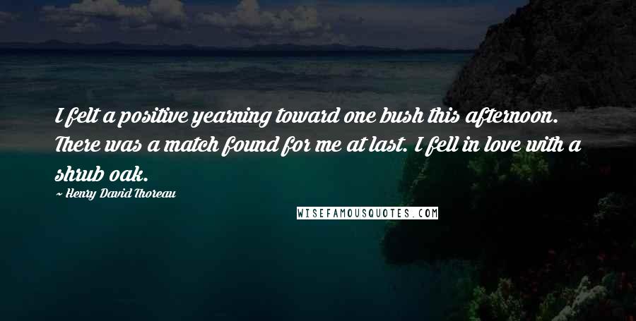 Henry David Thoreau Quotes: I felt a positive yearning toward one bush this afternoon. There was a match found for me at last. I fell in love with a shrub oak.