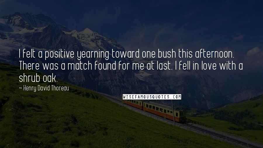 Henry David Thoreau Quotes: I felt a positive yearning toward one bush this afternoon. There was a match found for me at last. I fell in love with a shrub oak.