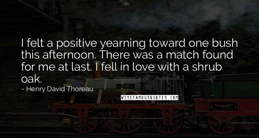 Henry David Thoreau Quotes: I felt a positive yearning toward one bush this afternoon. There was a match found for me at last. I fell in love with a shrub oak.