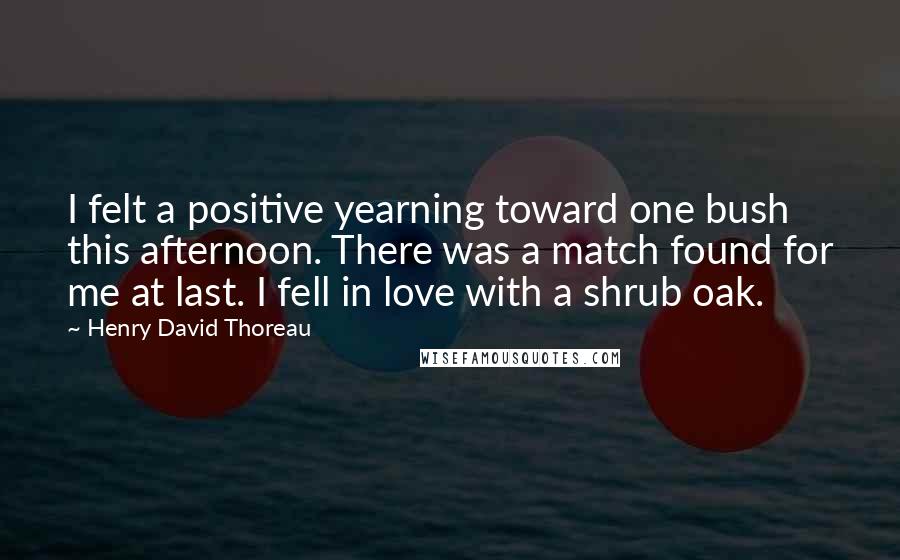 Henry David Thoreau Quotes: I felt a positive yearning toward one bush this afternoon. There was a match found for me at last. I fell in love with a shrub oak.