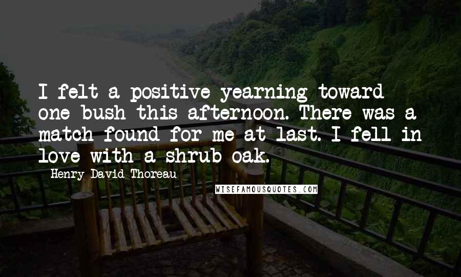 Henry David Thoreau Quotes: I felt a positive yearning toward one bush this afternoon. There was a match found for me at last. I fell in love with a shrub oak.