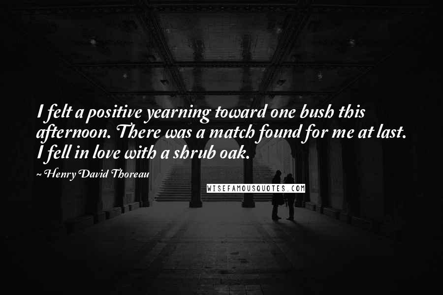 Henry David Thoreau Quotes: I felt a positive yearning toward one bush this afternoon. There was a match found for me at last. I fell in love with a shrub oak.