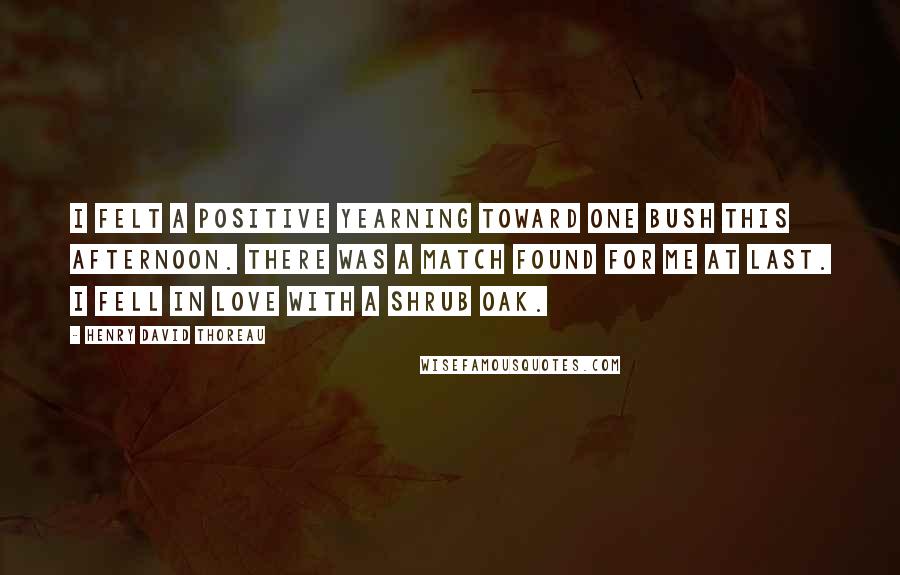 Henry David Thoreau Quotes: I felt a positive yearning toward one bush this afternoon. There was a match found for me at last. I fell in love with a shrub oak.