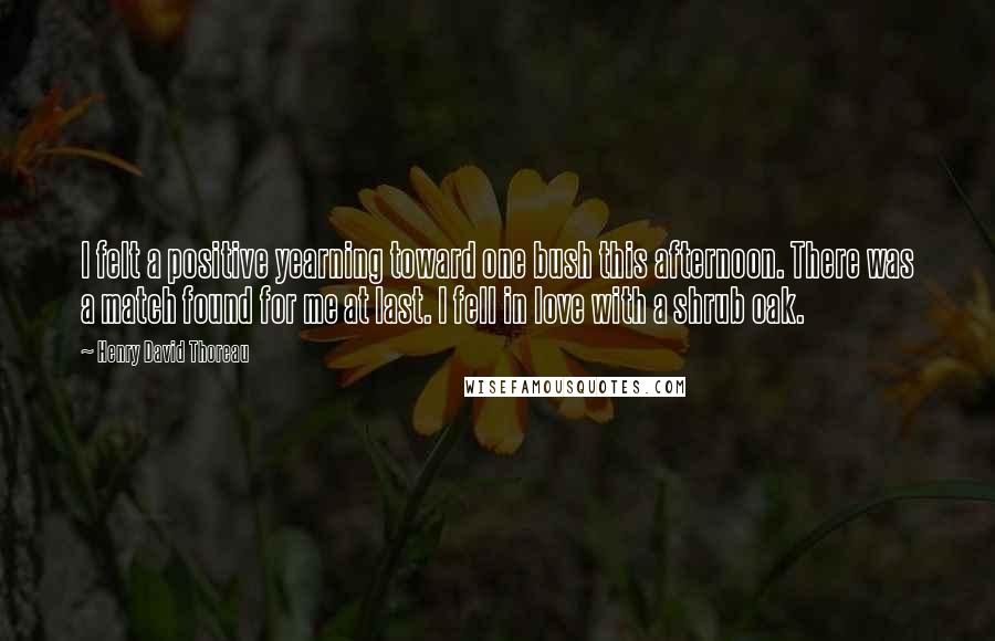 Henry David Thoreau Quotes: I felt a positive yearning toward one bush this afternoon. There was a match found for me at last. I fell in love with a shrub oak.