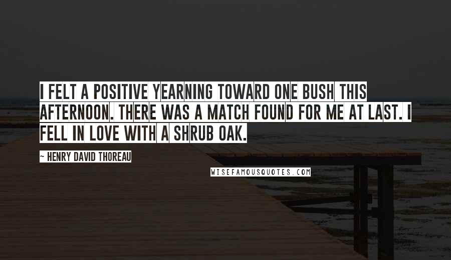 Henry David Thoreau Quotes: I felt a positive yearning toward one bush this afternoon. There was a match found for me at last. I fell in love with a shrub oak.