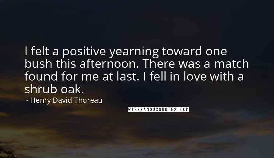 Henry David Thoreau Quotes: I felt a positive yearning toward one bush this afternoon. There was a match found for me at last. I fell in love with a shrub oak.