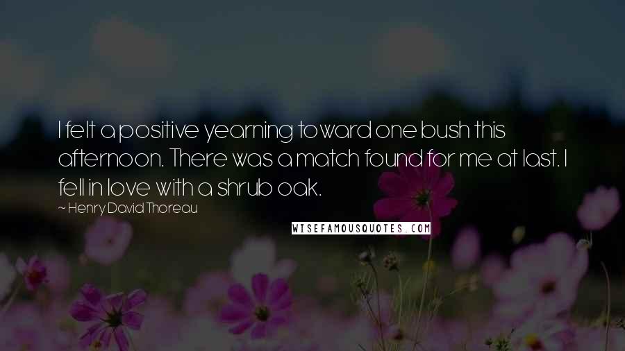 Henry David Thoreau Quotes: I felt a positive yearning toward one bush this afternoon. There was a match found for me at last. I fell in love with a shrub oak.