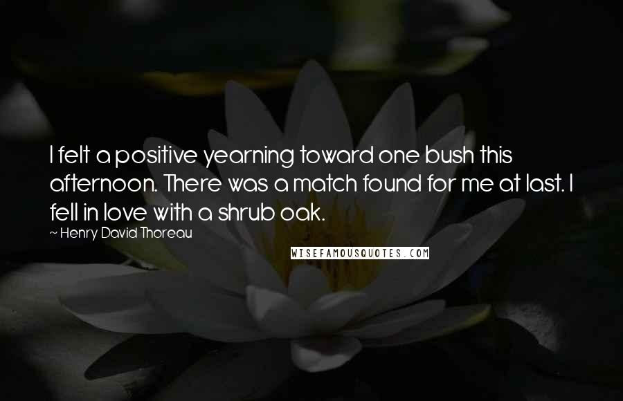 Henry David Thoreau Quotes: I felt a positive yearning toward one bush this afternoon. There was a match found for me at last. I fell in love with a shrub oak.