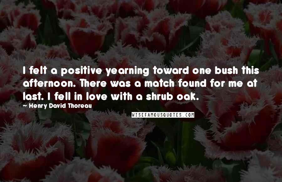 Henry David Thoreau Quotes: I felt a positive yearning toward one bush this afternoon. There was a match found for me at last. I fell in love with a shrub oak.