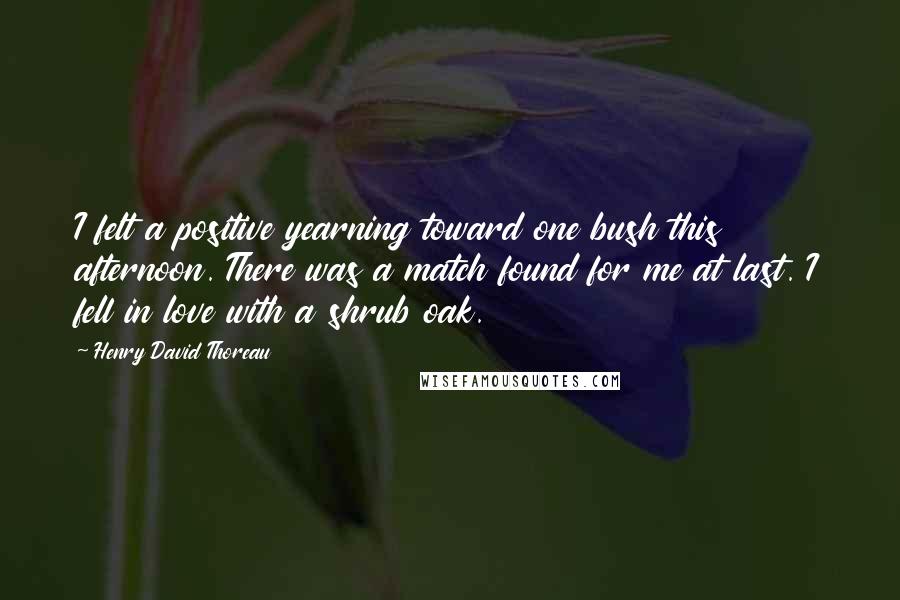 Henry David Thoreau Quotes: I felt a positive yearning toward one bush this afternoon. There was a match found for me at last. I fell in love with a shrub oak.