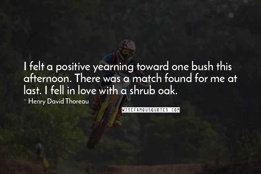 Henry David Thoreau Quotes: I felt a positive yearning toward one bush this afternoon. There was a match found for me at last. I fell in love with a shrub oak.