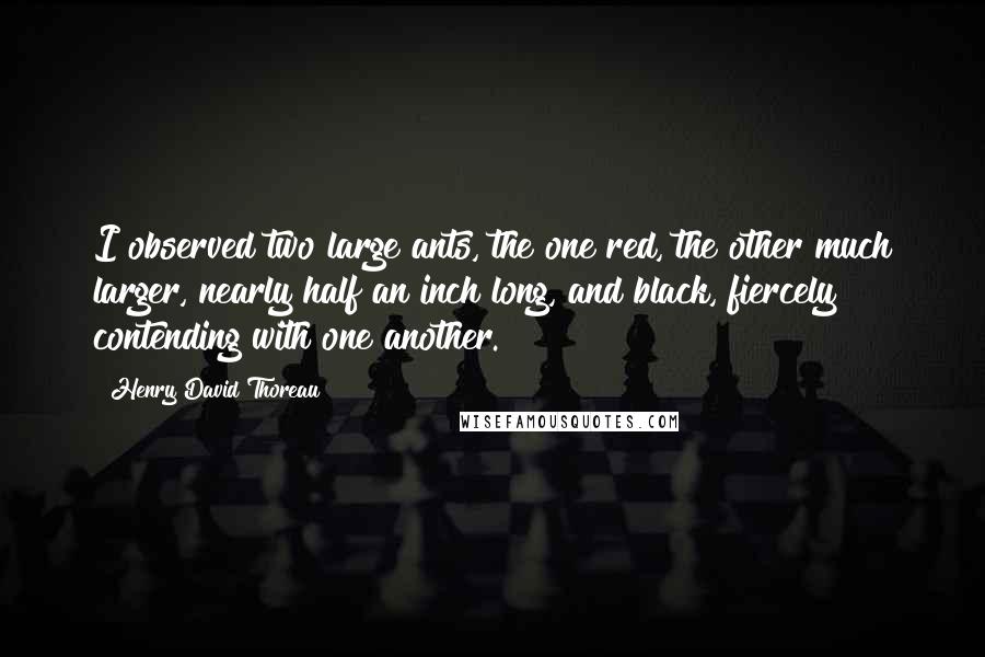 Henry David Thoreau Quotes: I observed two large ants, the one red, the other much larger, nearly half an inch long, and black, fiercely contending with one another.