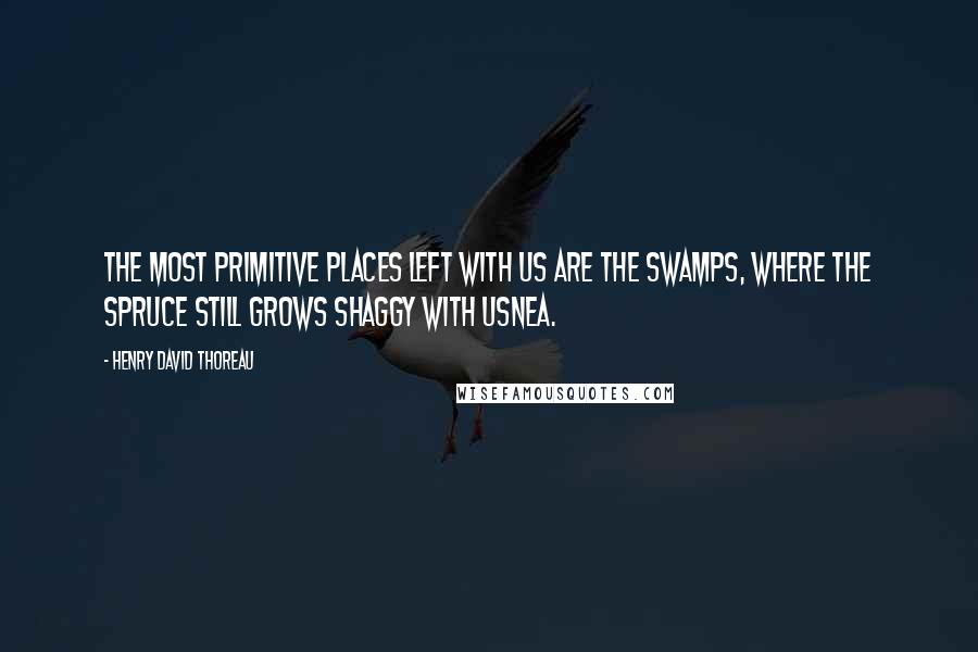 Henry David Thoreau Quotes: The most primitive places left with us are the swamps, where the spruce still grows shaggy with usnea.