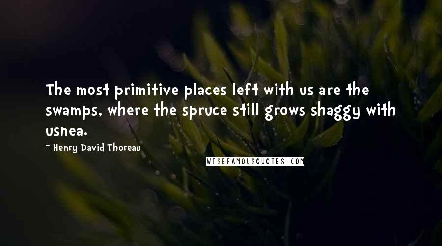 Henry David Thoreau Quotes: The most primitive places left with us are the swamps, where the spruce still grows shaggy with usnea.
