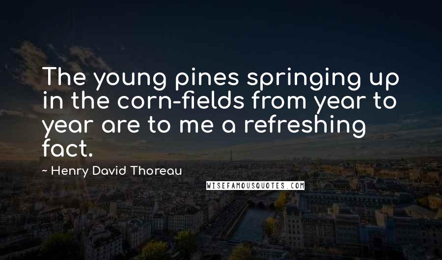 Henry David Thoreau Quotes: The young pines springing up in the corn-fields from year to year are to me a refreshing fact.