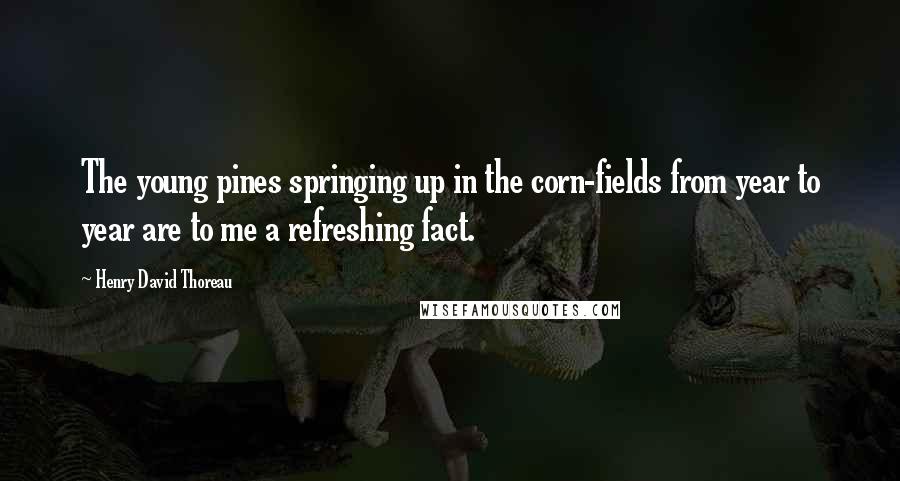 Henry David Thoreau Quotes: The young pines springing up in the corn-fields from year to year are to me a refreshing fact.