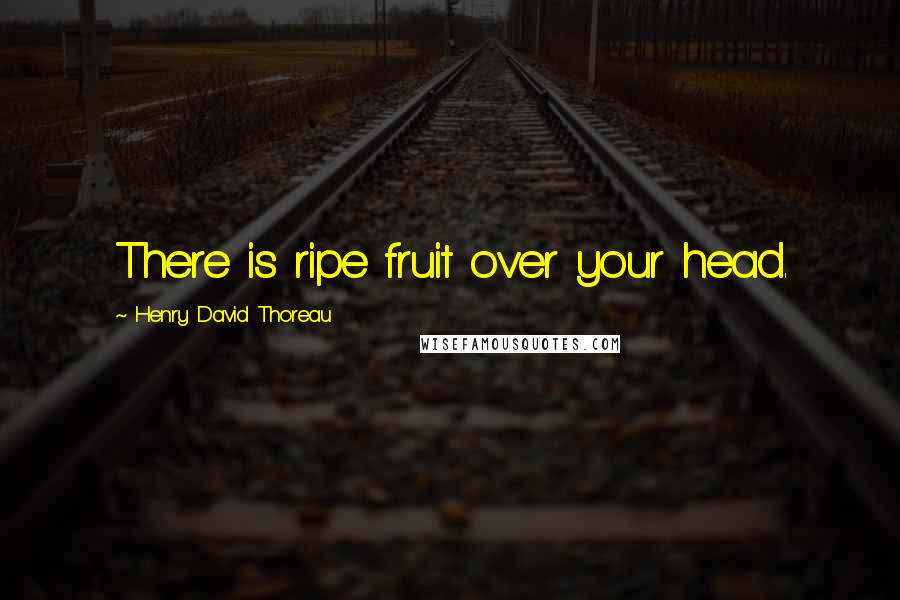 Henry David Thoreau Quotes: There is ripe fruit over your head.