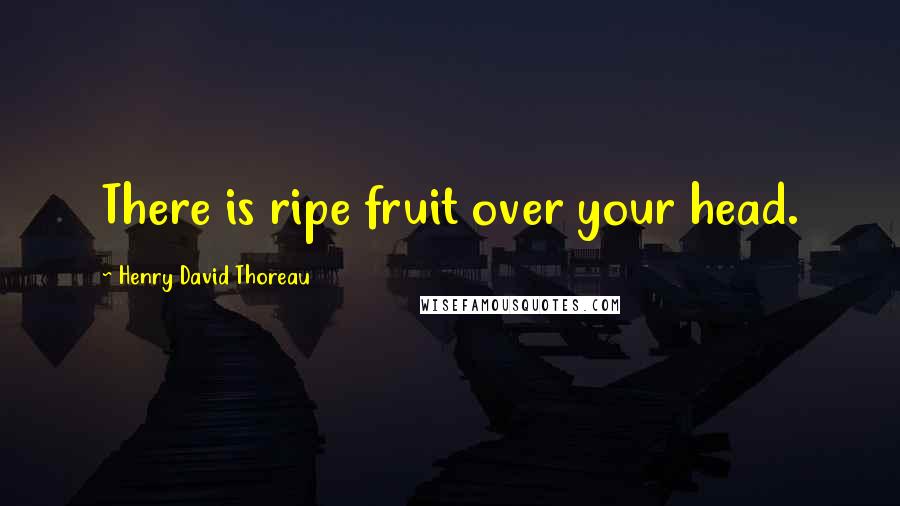 Henry David Thoreau Quotes: There is ripe fruit over your head.