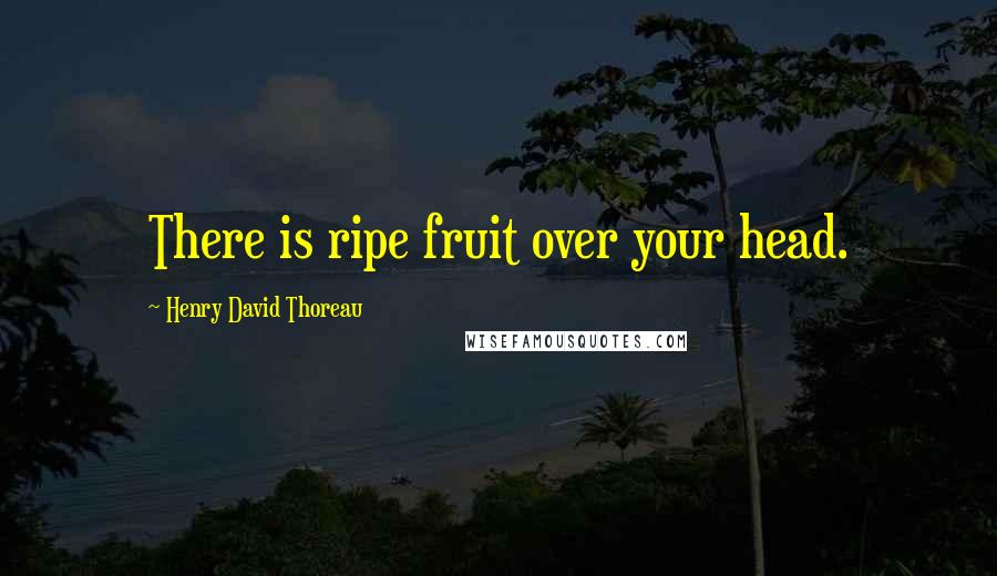 Henry David Thoreau Quotes: There is ripe fruit over your head.