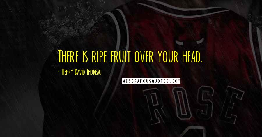 Henry David Thoreau Quotes: There is ripe fruit over your head.