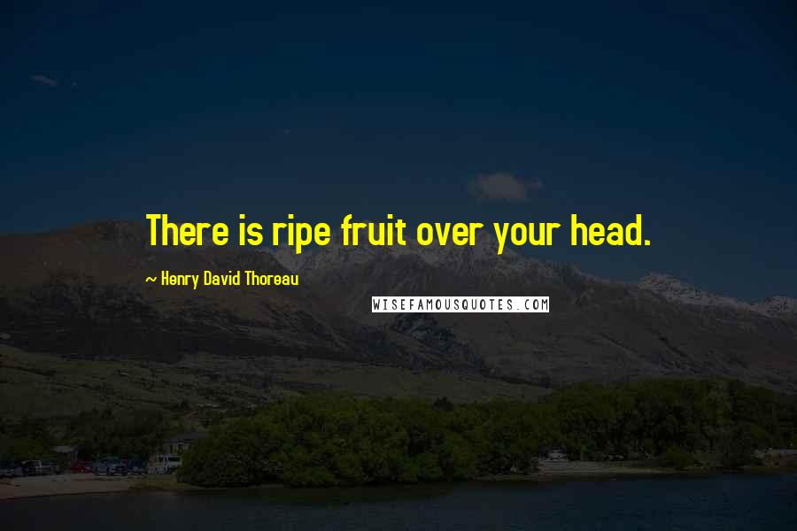 Henry David Thoreau Quotes: There is ripe fruit over your head.