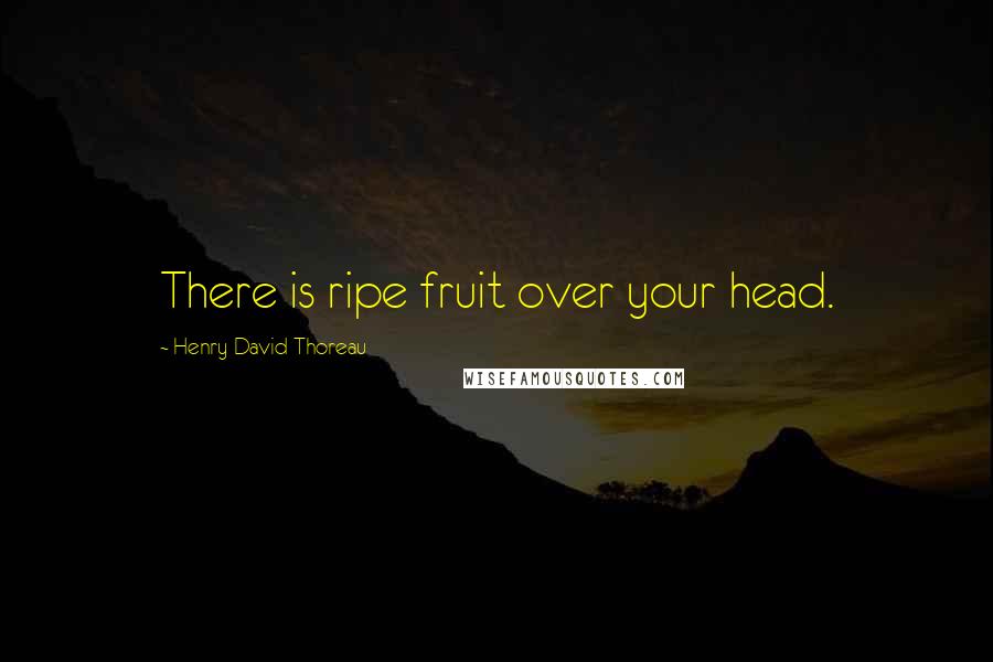 Henry David Thoreau Quotes: There is ripe fruit over your head.