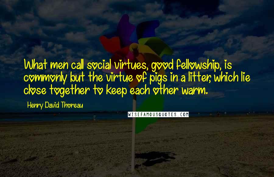 Henry David Thoreau Quotes: What men call social virtues, good fellowship, is commonly but the virtue of pigs in a litter, which lie close together to keep each other warm.