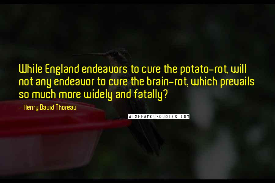 Henry David Thoreau Quotes: While England endeavors to cure the potato-rot, will not any endeavor to cure the brain-rot, which prevails so much more widely and fatally?