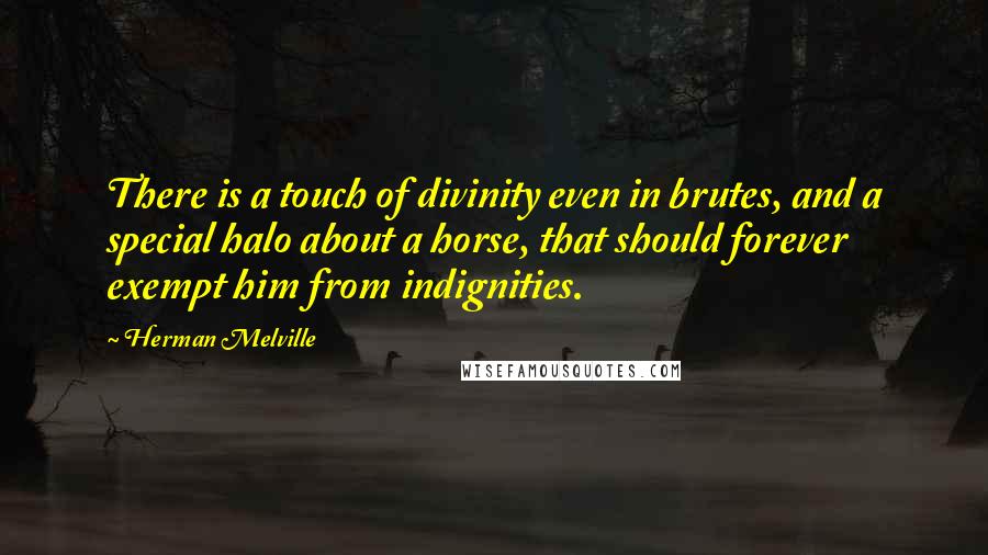 Herman Melville Quotes: There is a touch of divinity even in brutes, and a special halo about a horse, that should forever exempt him from indignities.