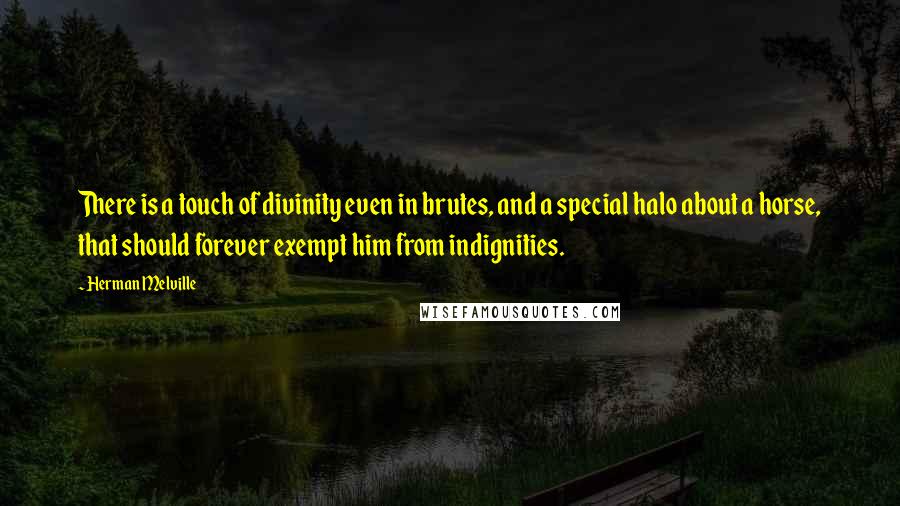 Herman Melville Quotes: There is a touch of divinity even in brutes, and a special halo about a horse, that should forever exempt him from indignities.