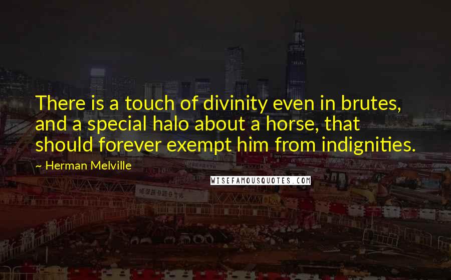 Herman Melville Quotes: There is a touch of divinity even in brutes, and a special halo about a horse, that should forever exempt him from indignities.