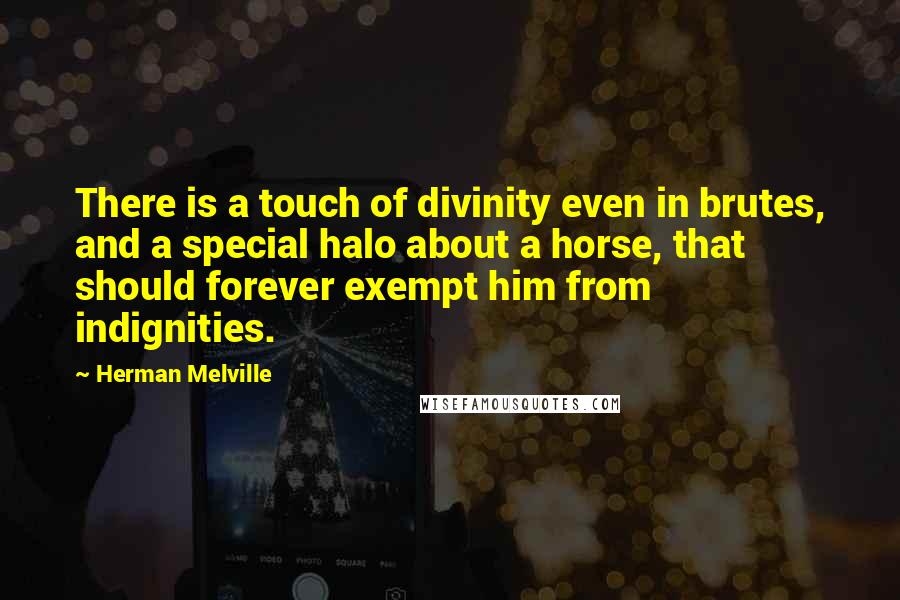 Herman Melville Quotes: There is a touch of divinity even in brutes, and a special halo about a horse, that should forever exempt him from indignities.