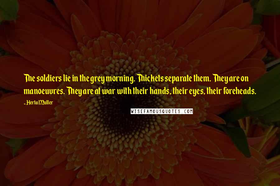 Herta Muller Quotes: The soldiers lie in the grey morning. Thickets separate them. They are on manoeuvres. They are at war with their hands, their eyes, their foreheads.