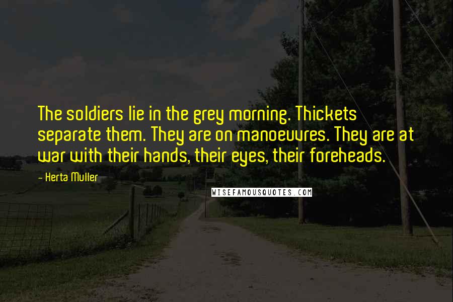 Herta Muller Quotes: The soldiers lie in the grey morning. Thickets separate them. They are on manoeuvres. They are at war with their hands, their eyes, their foreheads.