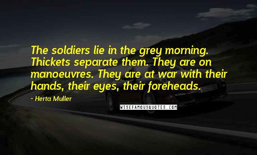 Herta Muller Quotes: The soldiers lie in the grey morning. Thickets separate them. They are on manoeuvres. They are at war with their hands, their eyes, their foreheads.