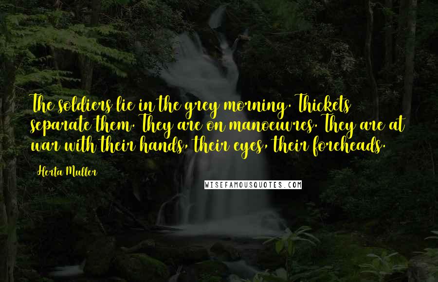 Herta Muller Quotes: The soldiers lie in the grey morning. Thickets separate them. They are on manoeuvres. They are at war with their hands, their eyes, their foreheads.