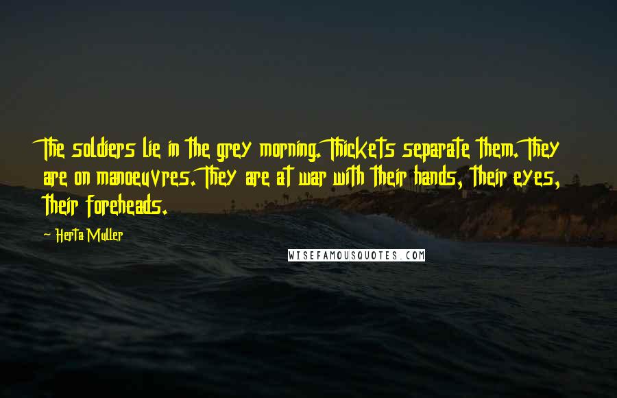 Herta Muller Quotes: The soldiers lie in the grey morning. Thickets separate them. They are on manoeuvres. They are at war with their hands, their eyes, their foreheads.