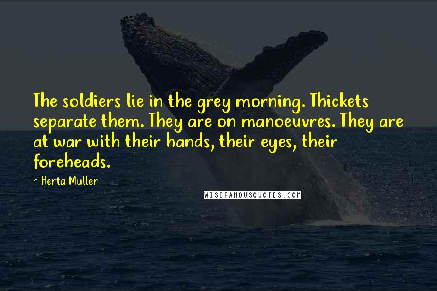 Herta Muller Quotes: The soldiers lie in the grey morning. Thickets separate them. They are on manoeuvres. They are at war with their hands, their eyes, their foreheads.