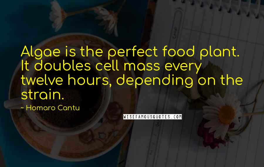 Homaro Cantu Quotes: Algae is the perfect food plant. It doubles cell mass every twelve hours, depending on the strain.