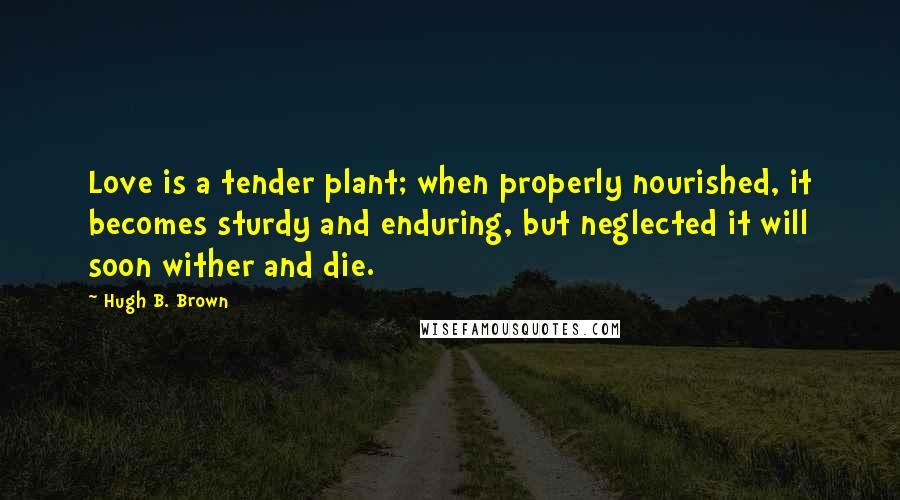 Hugh B. Brown Quotes: Love is a tender plant; when properly nourished, it becomes sturdy and enduring, but neglected it will soon wither and die.