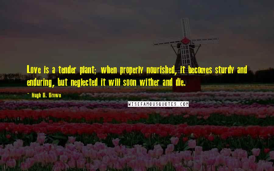 Hugh B. Brown Quotes: Love is a tender plant; when properly nourished, it becomes sturdy and enduring, but neglected it will soon wither and die.