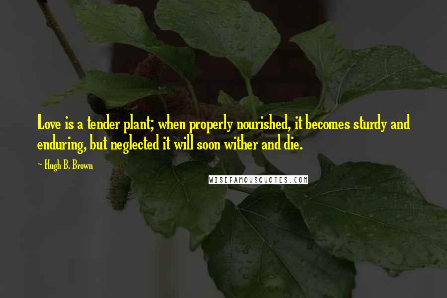 Hugh B. Brown Quotes: Love is a tender plant; when properly nourished, it becomes sturdy and enduring, but neglected it will soon wither and die.