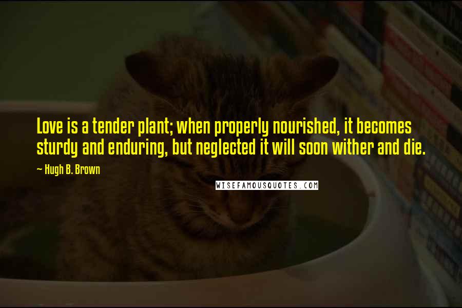 Hugh B. Brown Quotes: Love is a tender plant; when properly nourished, it becomes sturdy and enduring, but neglected it will soon wither and die.