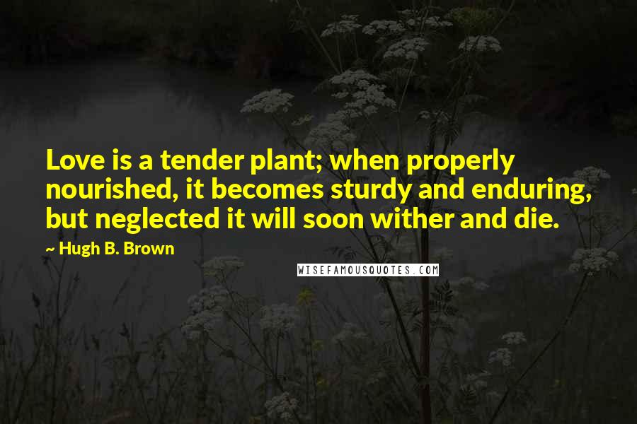 Hugh B. Brown Quotes: Love is a tender plant; when properly nourished, it becomes sturdy and enduring, but neglected it will soon wither and die.