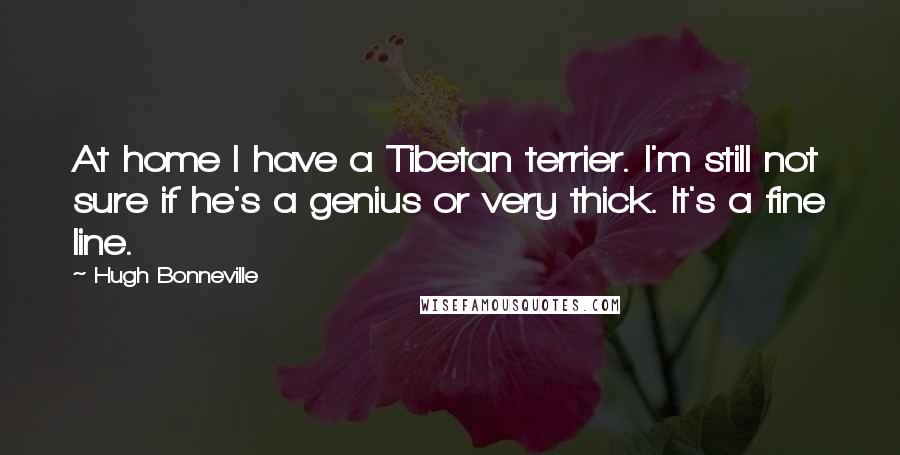 Hugh Bonneville Quotes: At home I have a Tibetan terrier. I'm still not sure if he's a genius or very thick. It's a fine line.