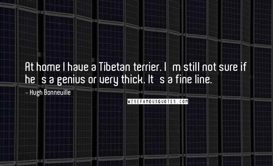 Hugh Bonneville Quotes: At home I have a Tibetan terrier. I'm still not sure if he's a genius or very thick. It's a fine line.