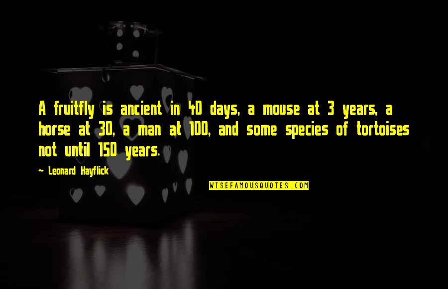 40 Years From Now Quotes By Leonard Hayflick: A fruitfly is ancient in 40 days, a