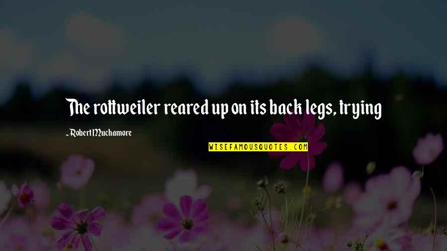 90s Lyrics Quotes By Robert Muchamore: The rottweiler reared up on its back legs,